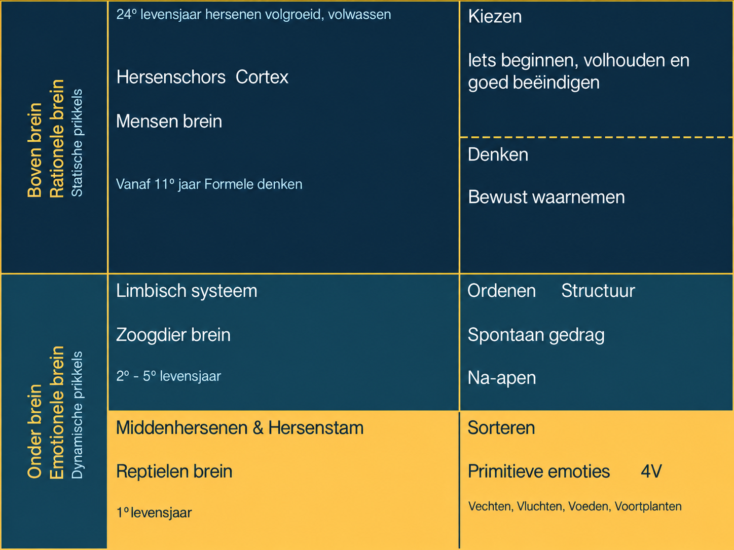 Schema van de hersenschors, het limbisch systeem, de middenhersenen en de hersenstam, met bijbehorende functies en ontwikkelingsfasen.