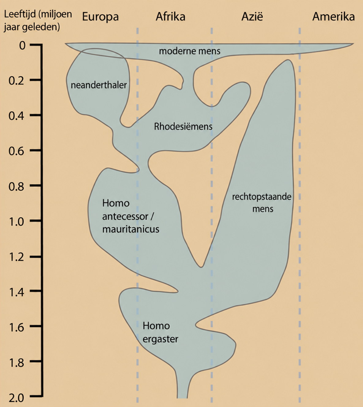 Schema van menselijke evolutie over twee miljoen jaar, met mensensoorten in Europa, Afrika, Azië en Amerika.
