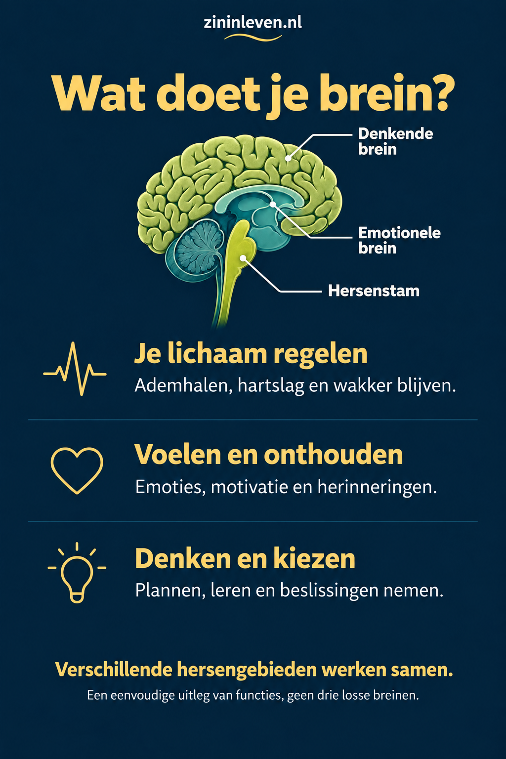 Wat doet je brein? Hersenbeeld met het denkende brein, emotionele brein en de hersenstam. Je lichaam regelen, voelen en onthouden, denken en kiezen. Verschillende hersengebieden werken samen.